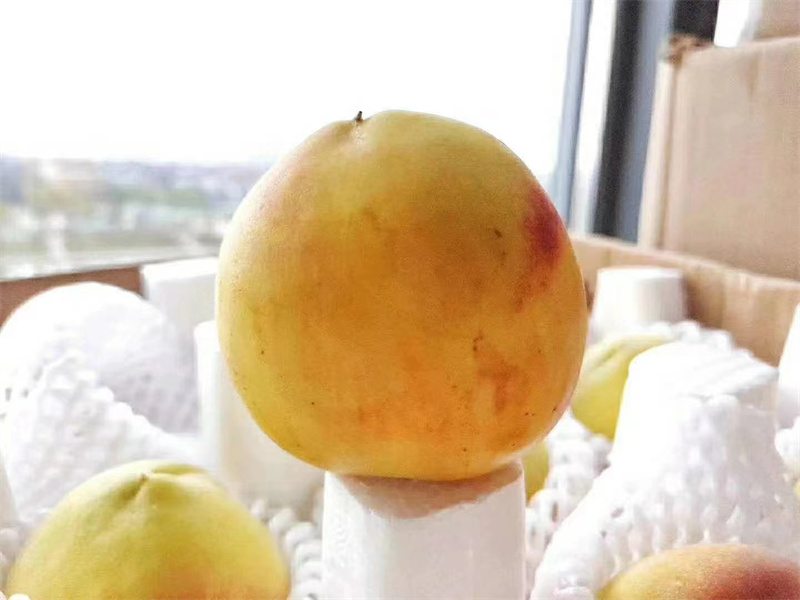 泡沫箱